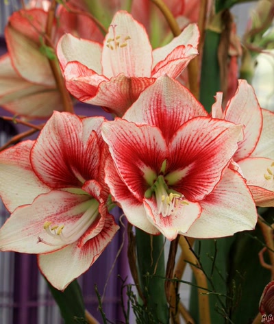 Œuvre de GiGine: Pour le weekend....