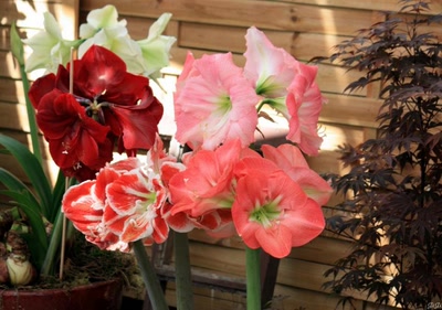 Œuvre de GiGine: Symphonie florale