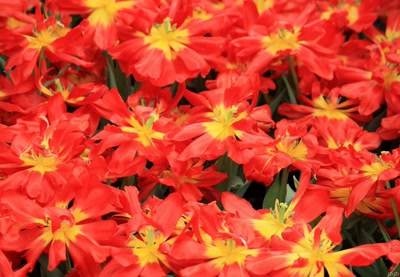 Œuvre de GiGine: Symphonie florale