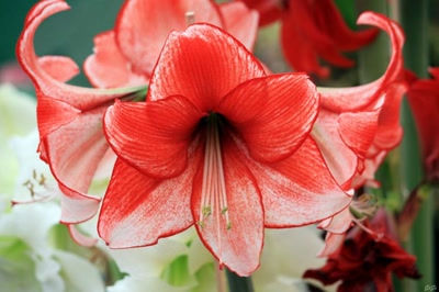 Œuvre de GiGine: Journée fleurie