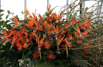 Des fleurs toujours des fleurs