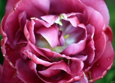 Résultat de recherche: Des fleurs toujours des fleurs