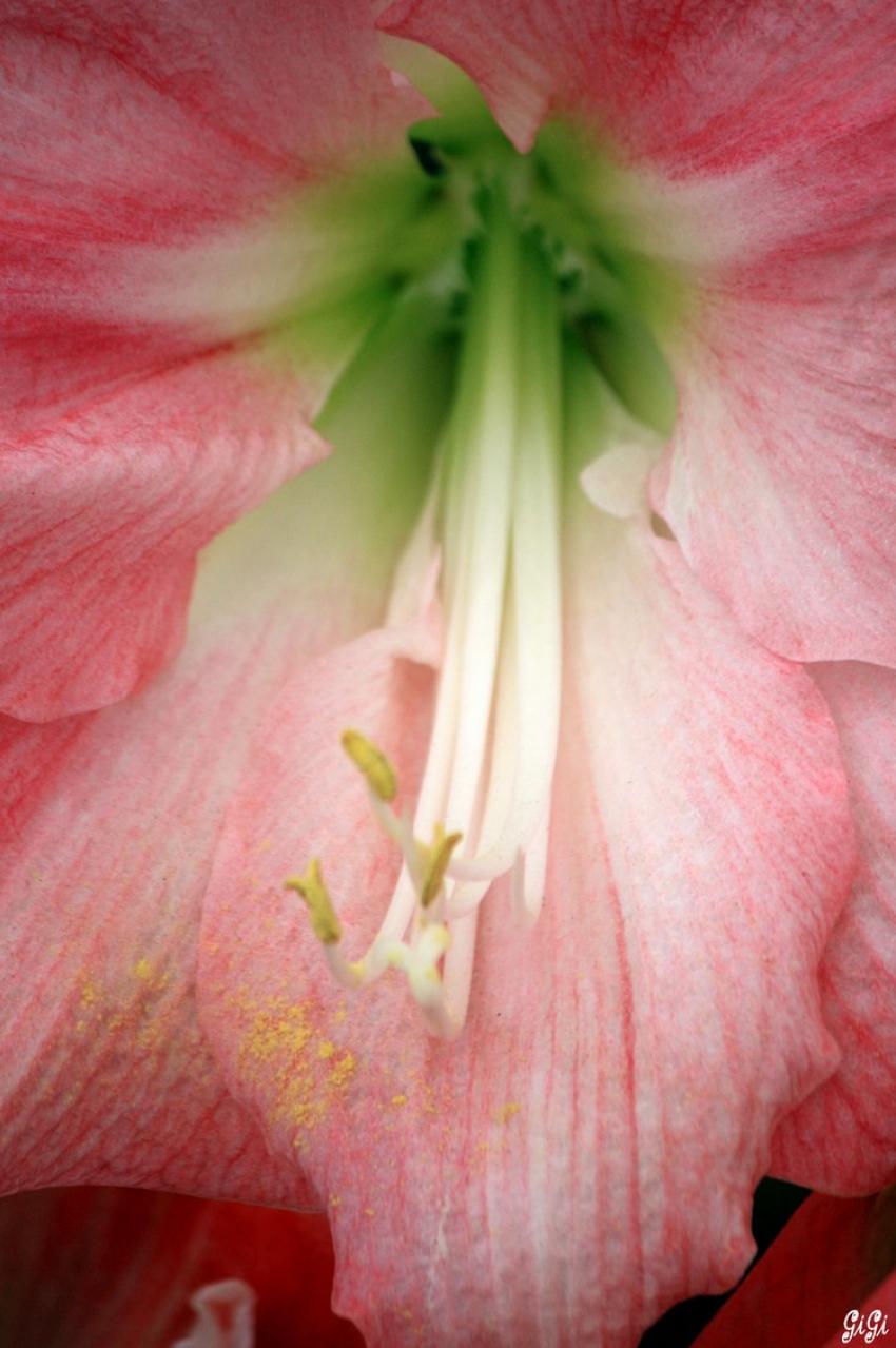 Et encore des fleurs