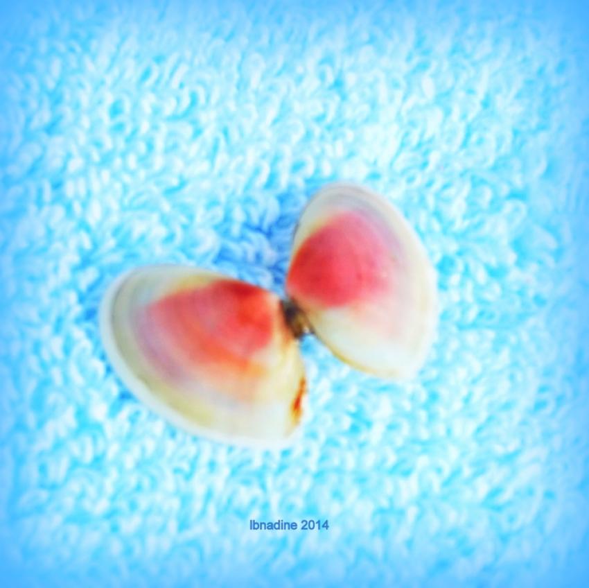 un petit coquillage déguisé en papillon..:)