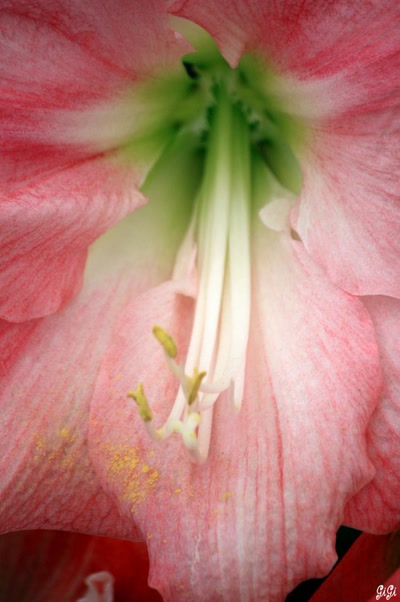 Et encore des fleurs