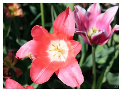 Œuvre de GiGine: Fleurs, fleurs, fleurs...