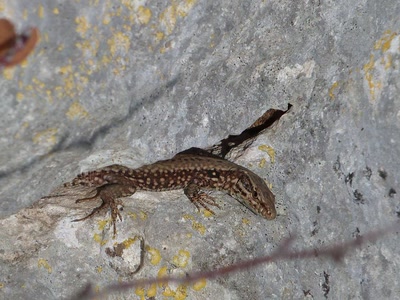 Lézard 