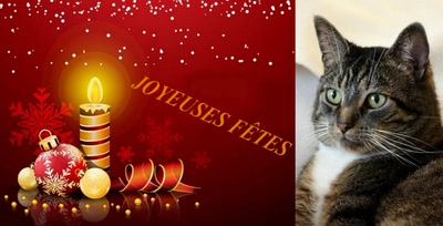 Mysty fait la fête
