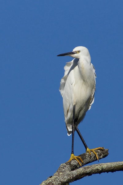 Œuvre de Le Menet: Je surveille