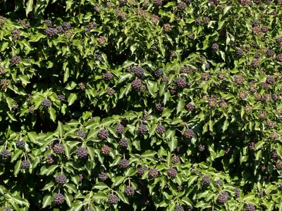 Résultat de recherche: Un lierre en fruits  