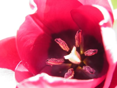 Œuvre de inano: tulipe