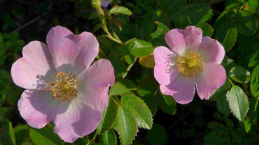 Rosier des chiens ou églantier ?