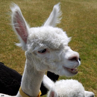 Œuvre de GiGine: Alpagas