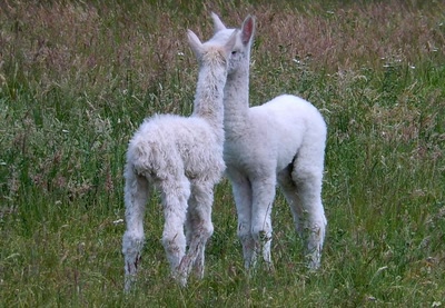 Œuvre de GiGine: Alpagas