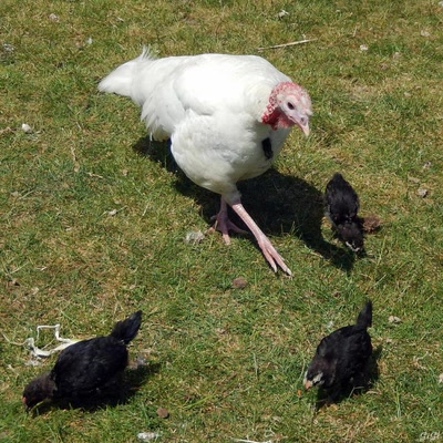 Œuvre de GiGine: Basse-cour