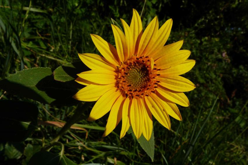 Fleur de tournesol 