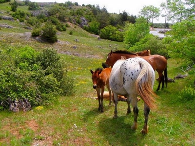 chevaux dans un  pre
