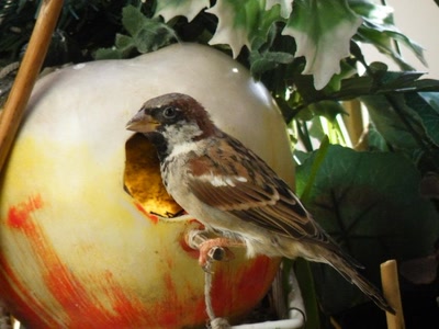 Œuvre de inano: moineau