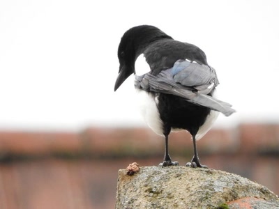 Œuvre de inano: pie