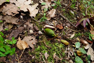 Un gland de chêne entrain de germer ...