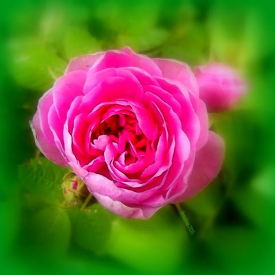 Œuvre de bnadine: une rose