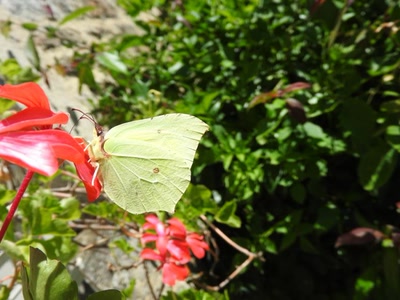 Œuvre de inano: papillon