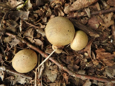 Œuvre de inano: champigons