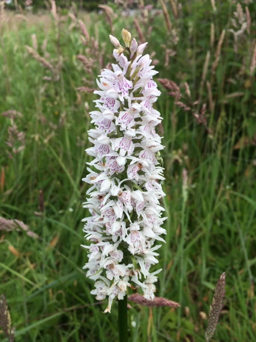 Orchis tacheté