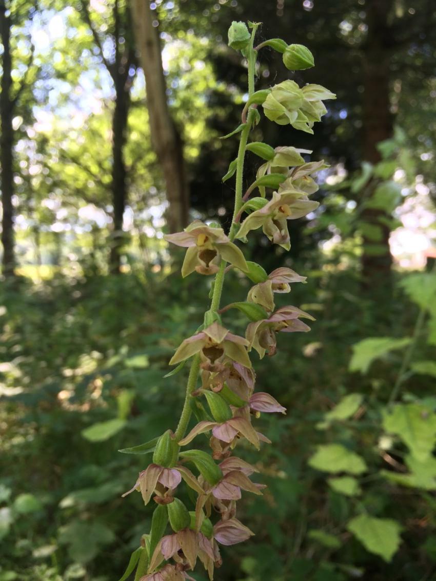 Epipactis à larges feuilles
