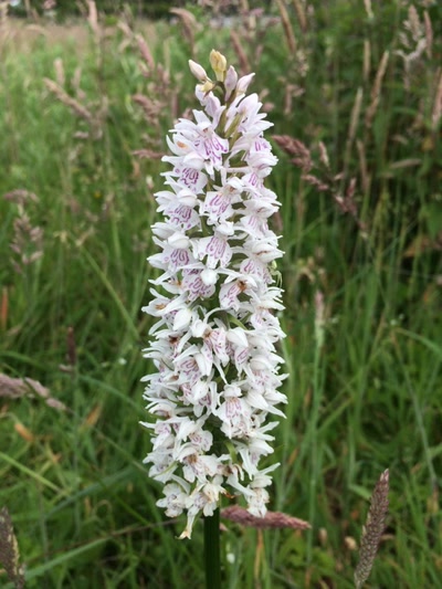 Orchis tacheté