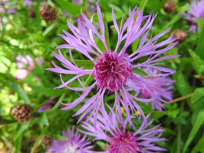 Œuvre de inano: fleurs