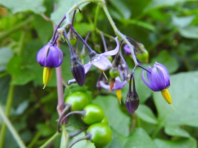 Œuvre de inano: fleurs