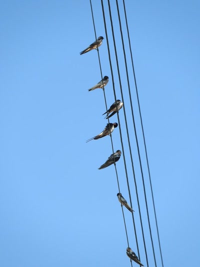 Œuvre de inano: partition d'hirondelle