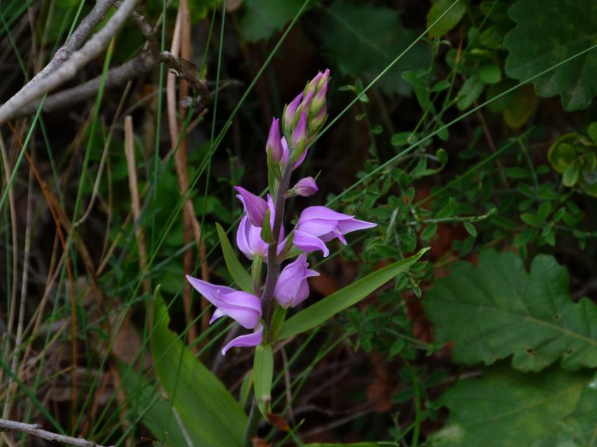 céphalanthère rouge