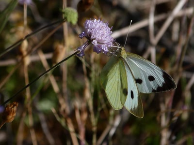 Aperçu de la galerie de louloup
