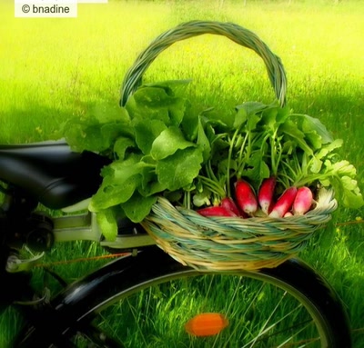 Œuvre de bnadine: les radis...