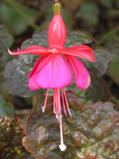 Œuvre de inano: fleur