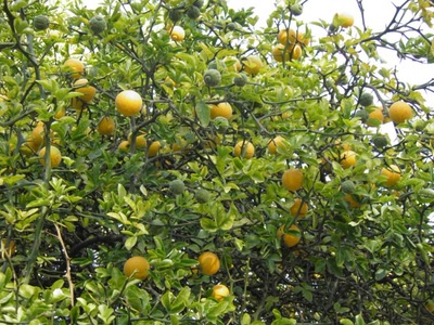 Œuvre de inano: citronnier ?