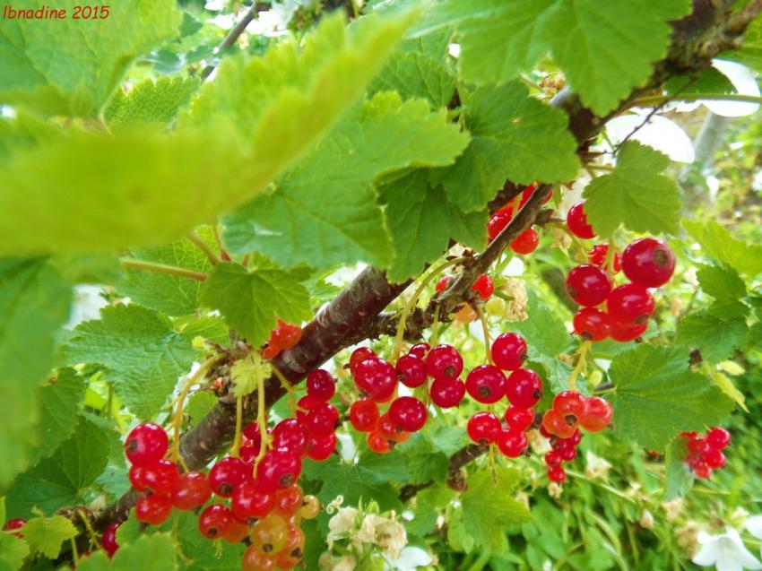 généreuse nature..