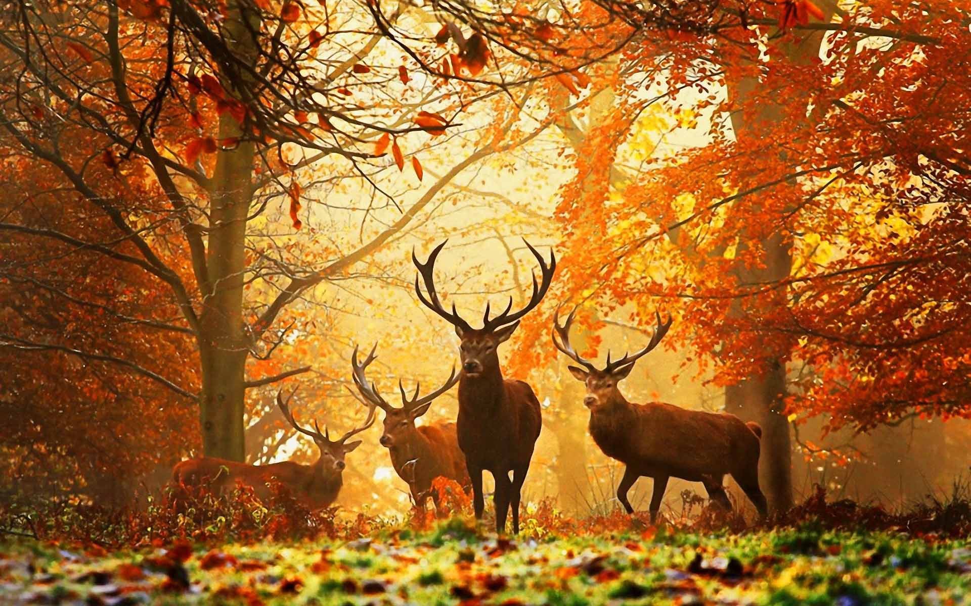 Cerfs